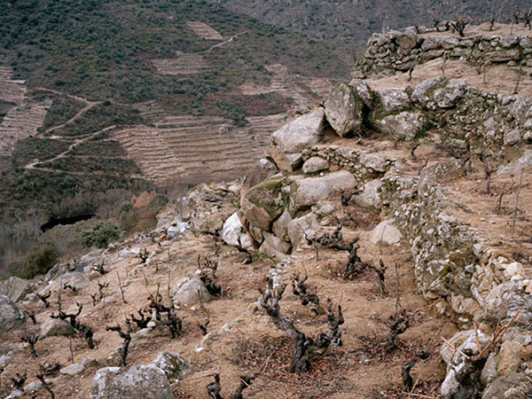 כרם שיחי גפן (Bush Vines) בוגרות באזור סנטה קרוז, גליציה, ספרד (באדיבות VINTUS©)
